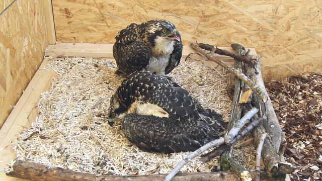 Deux jeunes balbuzards dans leur volière à Bellechasse. [Nos Oiseaux/Michel Beaud]