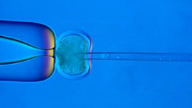 Le diagnostic préimplantatoire permet de détecter des maladies héréditaires chez l'embryon conçu in vitro avant de le réimplanter dans l'utérus. [Roslin Inst./ddp/dapd]