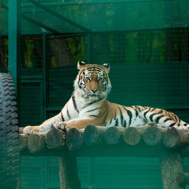 Les conditions de détention des animaux sauvages dans les zoos ne sont pas toujours aussi agréables qu'elles n'y paraissent... [Fotolia - vickymouse]