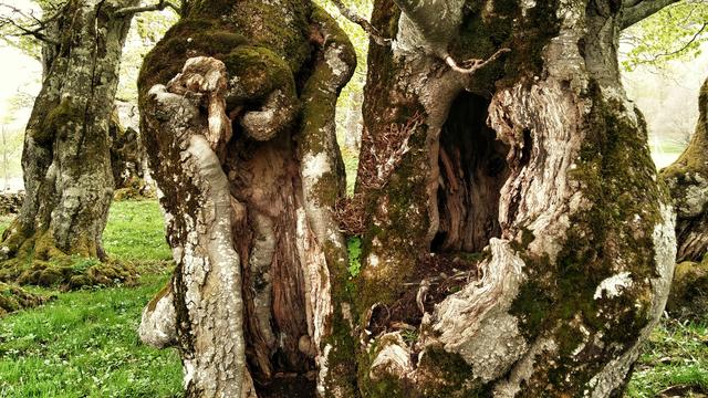 Un vieux chêne de la forêt de Baulmes, un bel exemple d'arbre-habitat.
Adrien Zerbini
RTS [RTS - Adrien Zerbini]