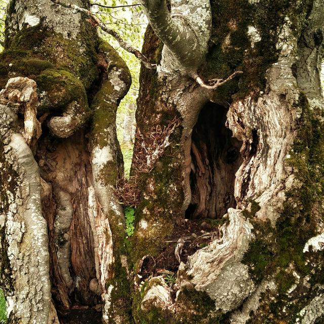 Un vieux chêne de la forêt de Baulmes, un bel exemple d'arbre-habitat.
Adrien Zerbini
RTS [RTS - Adrien Zerbini]