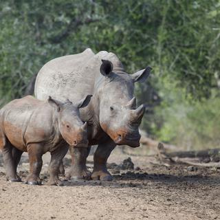 Les rhinocéros sont une des espèces les plus touchées par le braconnage. [leonmaraisphoto]