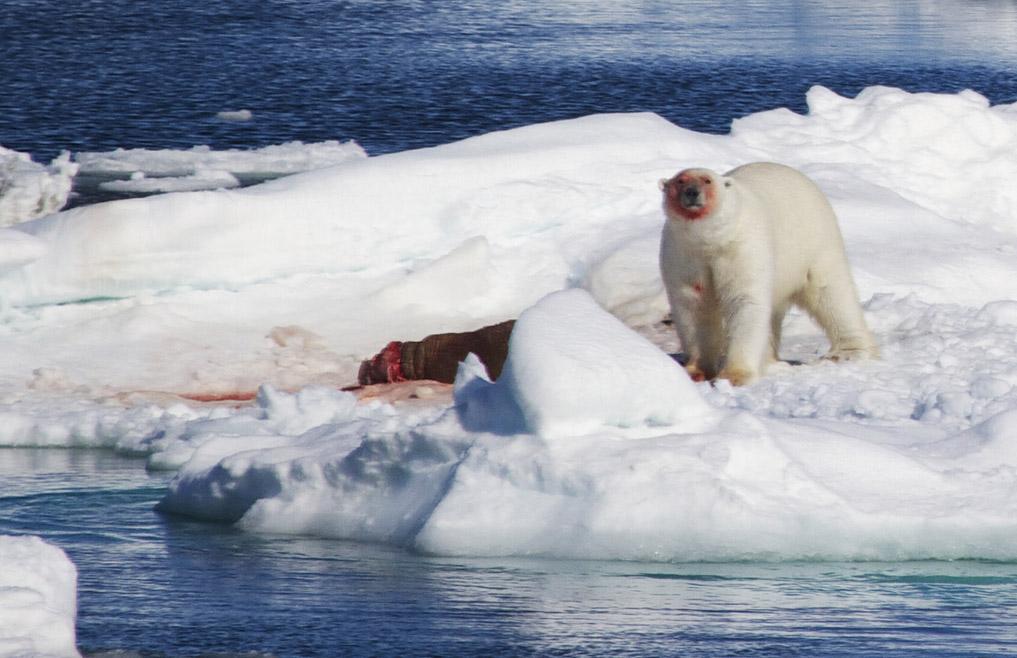 L'ours polaire. [B.Thornton]