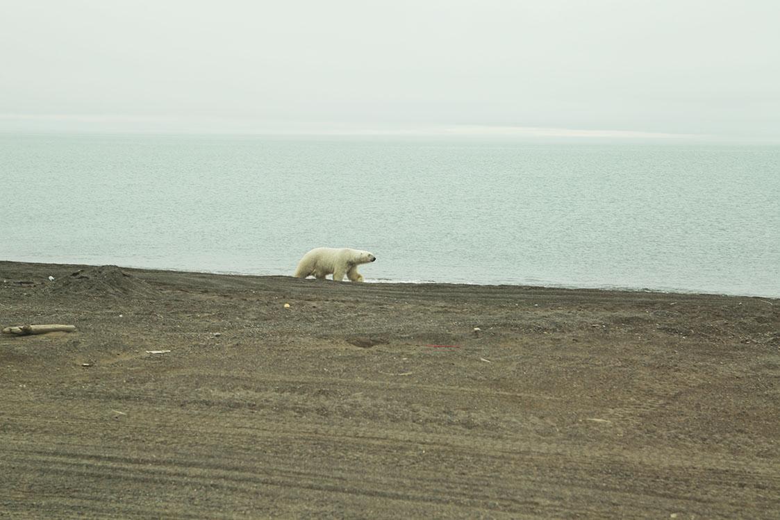 Cet ours que nous avons eu la chance de voir et filmer lors de notre passage à Barrow, a été chassé le lendemain. [Andrea Sautereau]