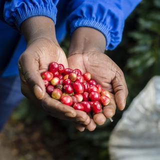 Culture de cerises de café en Afrique. [AFP - Oleksandr Rupeta]