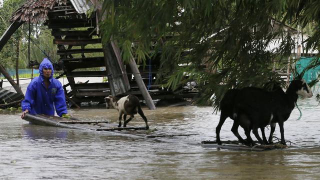 Un habitant des Philippines utilise un radeau en bambou pour mettre ses chèvres à l'abri.