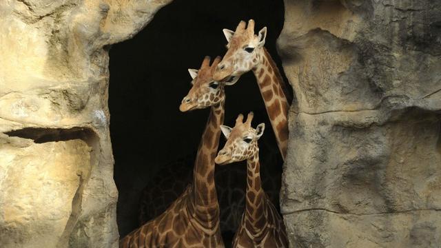 Vendredi 7 octobre: des girafes guignent à la fenêtre de leur enclos du zoo de Taronga à Sydney. [Keystone - EPA/Joël Carrett]