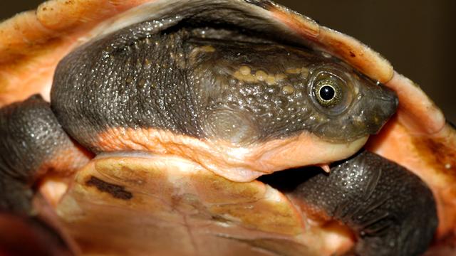 L'espèce de tortue d'eau douce Elsya rhodini a été découverte sur l'ìle de Nouvelle-Guinée. [Exxonmobil PNG/AFP]