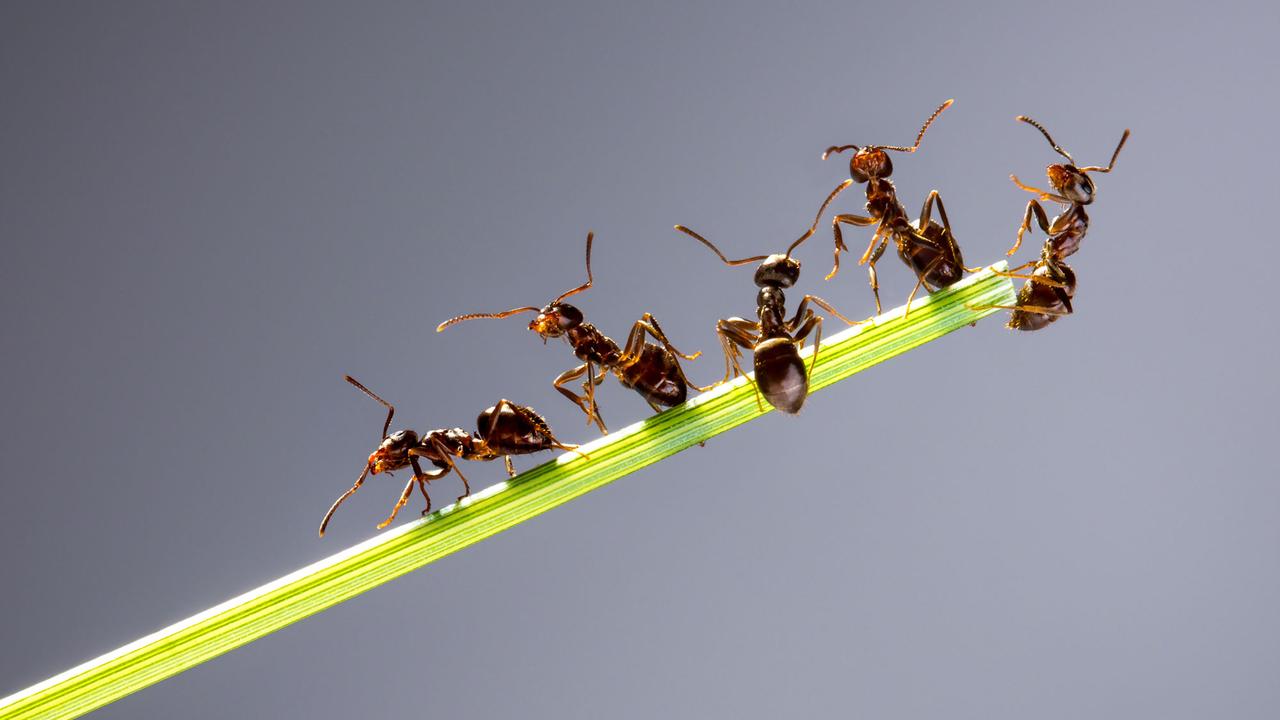 Un groupe de fourmis. [Fotolia - Andrey Armyagov]