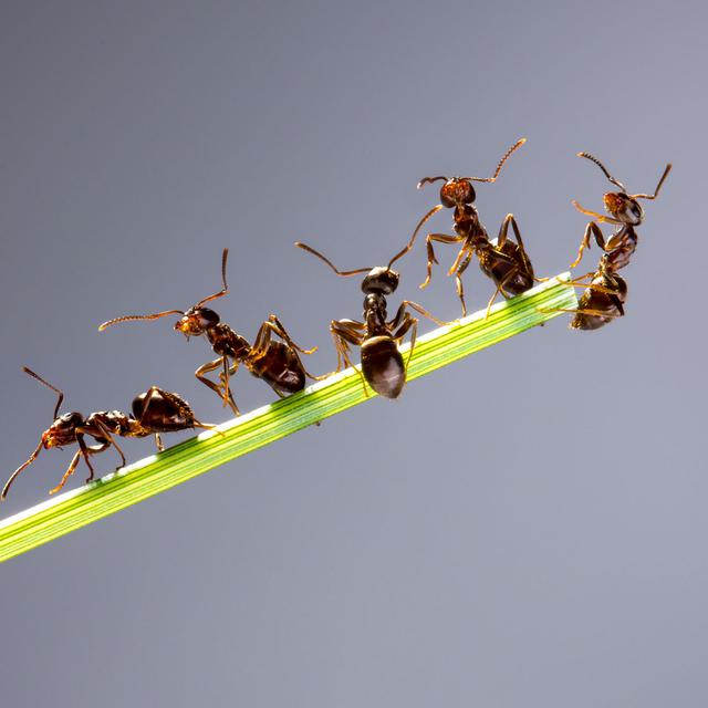 Un groupe de fourmis. [Fotolia - Andrey Armyagov]