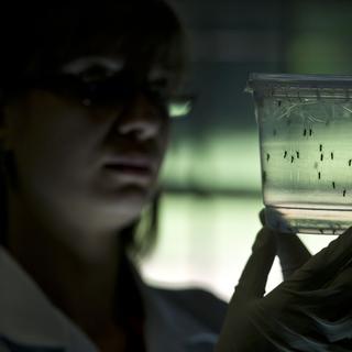 La communauté scientifique s'organise pour mieux étudier le virus (ici, à l'université de Sao Paulo). [AFP - Nelson Almeida]