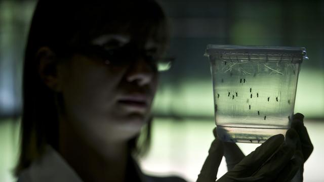 La communauté scientifique s'organise pour mieux étudier le virus (ici, à l'université de Sao Paulo). [AFP - Nelson Almeida]