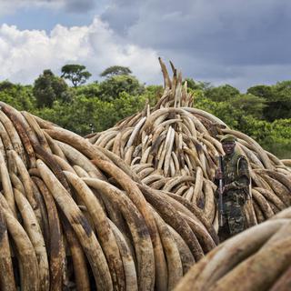 100'000 éléphants ont été tués ces trois dernières années pour alimenter le trafic d’ivoire. [Keystone - Ben Curtis - AP Photo]