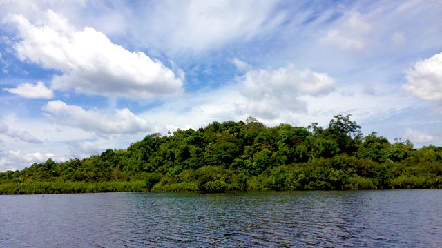 La forêt tropicale de Bornéo. [Cécile Rais]