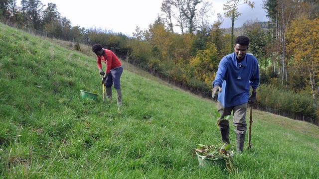 Les requérants ont été affectés notamment à la traque aux plantes indésirables. [RTS - Gaël Klein]