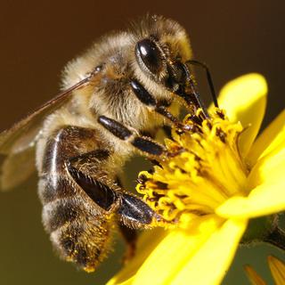 L'effet positif des bandes fleuries sur le rendement des abeilles a pu être démontré. [Keystone - Steffen Schmidt]