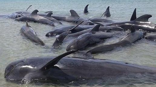 L'instinct social des baleines pourrait expliquer l'accident, selon les autorités. [DR - PROFEPA]