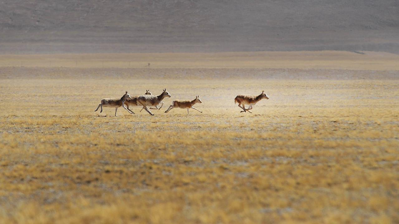 L'antilope du Tibet, dont est issue la laine shahtoosh, vit sur les hauts plateaux tibétains, jusqu'à 5000 mètres d'altitude. [Liu Kun / XINHUA]