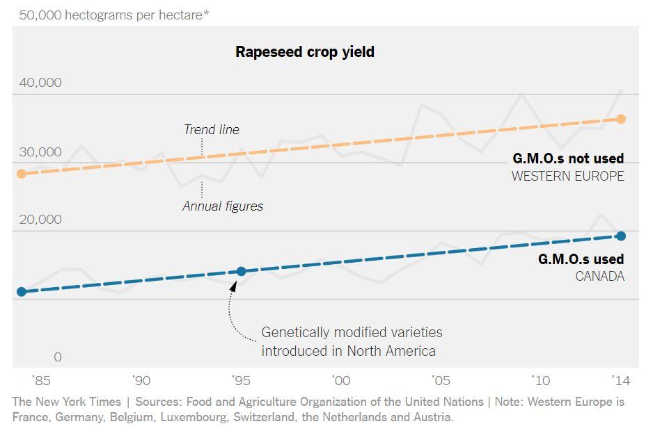 Rendement de la culture des graines de colza, en hectogrammes par hectare: comparaison entre l'Europe de l'Ouest (en jaune) et le Canada (en bleu). [New York Times - DR]