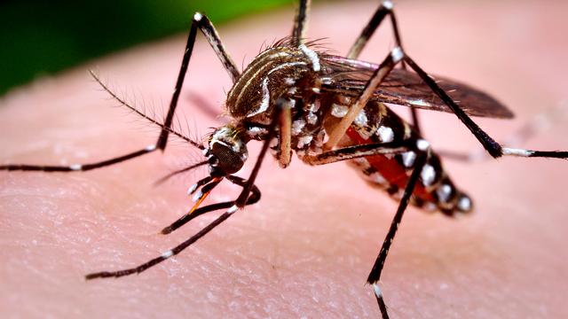 Le virus zika se transmet à l'homme par les moustiques tigres.