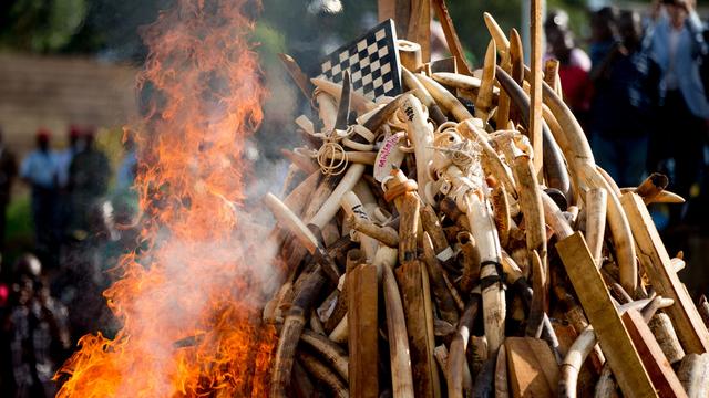 Cette destruction par le feu d'ivoires issues du braconnage d'éléphants est une première au Cameroun [AP Photo/Andrew Harnik]