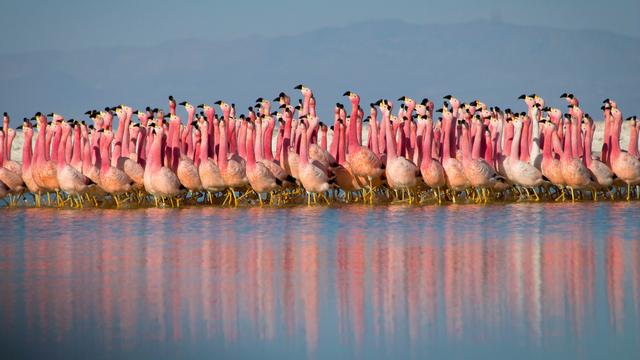 Des flamands roses, parmi tant d'autres animaux filmés dans "Planet Earth II". [DR]