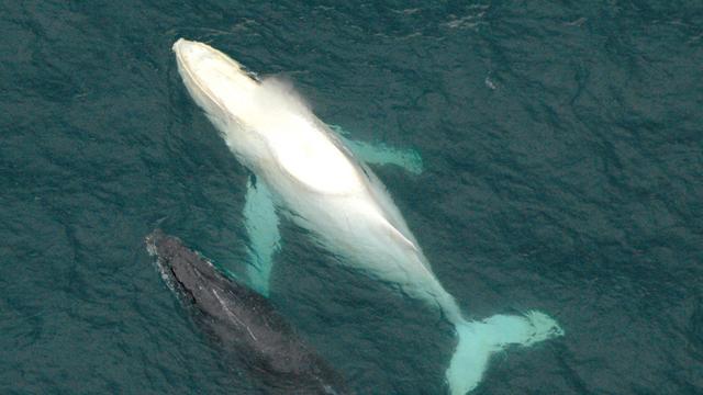 Migaloo, la baleine à bosse blanche, photographiée en 2005 au large de l'Australie. [KEYSTONE - GREER ATKINSON]