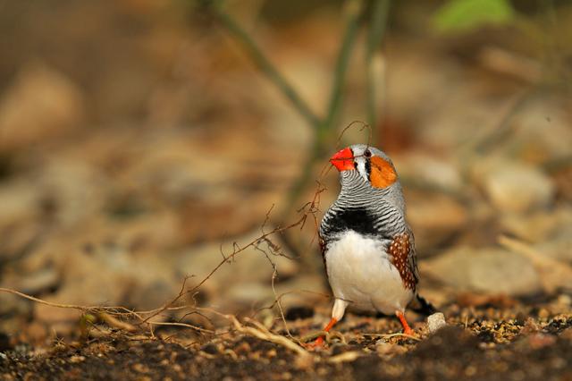 Un diamant mandarin mâle au bec rouge. [Luis Casiano / Biosphoto]