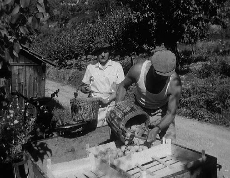 Ramassage des abricots en Valais en 1966. [RTS]