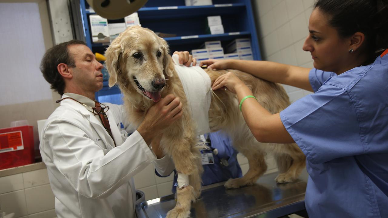 Vétérinaire soignant un Golden Retriever. [AFP - John Moore]