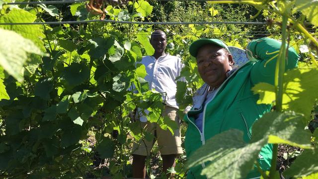 Des demandeurs d'asile durant l'effeuillage dans les vignes au-dessus de Fully (VS). [RTS - Francesca Argiroffo]