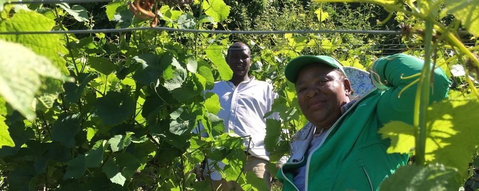 Des demandeurs d'asile durant l'effeuillage dans les vignes au-dessus de Fully (VS). [RTS - Francesca Argiroffo]