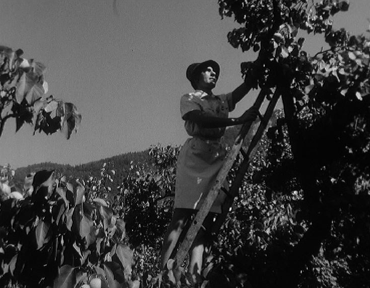 Cueillette des abricots en Valais en 1966. [RTS]