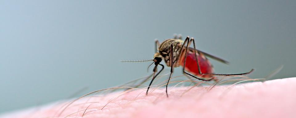 Un moustique femelle prend son repas sur un bras humain. [Fotolia - mycteria]