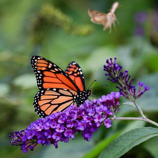 Un papillon Monarque photographié à Omaha en septembre 2015.
Nati Harnik 
Keystone [Keystone - Nati Harnik]