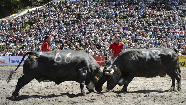 Deux vaches d'Hérens lors des combats de reines de 2015 à Aproz Valais [Jean-Christophe Bott]