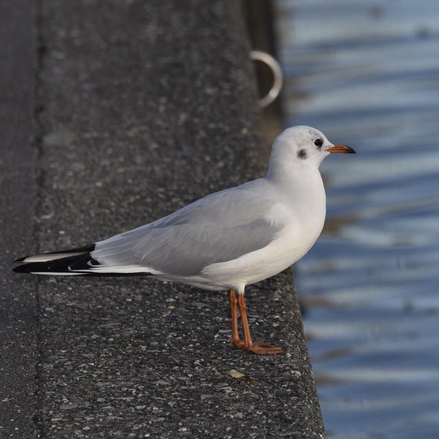 une mouette rieuse et un fuligule morillon ont été trouvé morts dans le port de Vidy. [Keystone - Christian Brun]