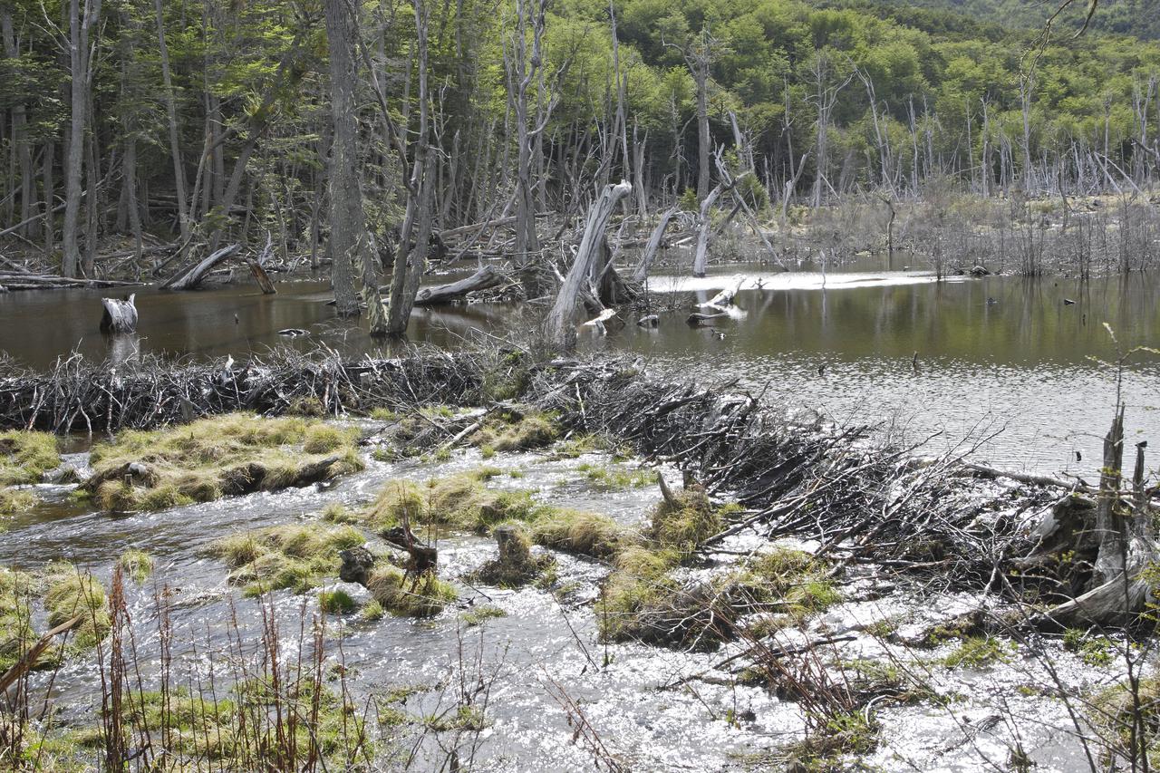 La prolifération de castors en Terre de feu endommage la forêt et obstrue les rivières. [Biophoto - Sylvain Cordier]