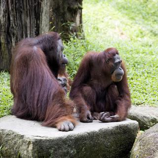 Certains comportements sociaux des orangs-outans rappellent ceux des humains.
vladislav333222
Fotolia [vladislav333222]