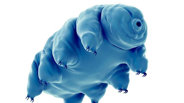 Les tardigrades sont aussi appelés oursons d'eau. [Fotolia - ebastian Kaulitzki]