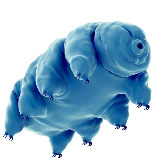 Les tardigrades sont aussi appelés oursons d'eau. [Fotolia - ebastian Kaulitzki]