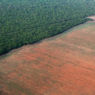 La principale cause de la disparition des terres vierges est le défrichage mené à des fins d'exploitation, comme ici en Amazonie. [Paulo Whitaker]