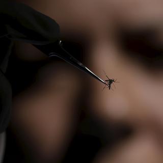 Une chercheuse inspecte un moustique du genre Aedes à Recife au Brésil. [Ueslei Marcelino]