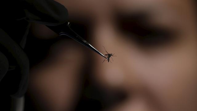 Une chercheuse inspecte un moustique du genre Aedes à Recife au Brésil. [Ueslei Marcelino]