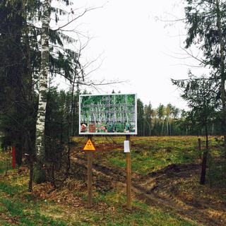 Les taux de radioactivité sont particulièrement élevés dans la forêt de Zlynka. [RTS - Isabelle Cornaz]