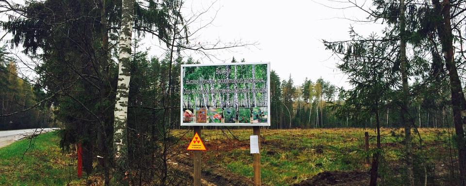 Les taux de radioactivité sont particulièrement élevés dans la forêt de Zlynka. [RTS - Isabelle Cornaz]