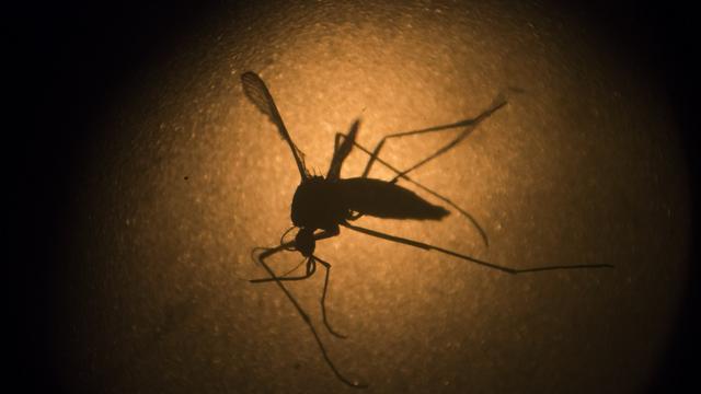 Dans la grande majorité des cas, l'infection par le virus Zika, contre laquelle il n'existe ni vaccin, ni traitement curatif, est bénigne, rappelle le professeur Arnaud Fontanet. [AP Photo/Felipe Dana]