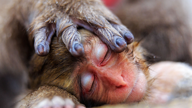 Un bébé macaque endormi, la main protectrice de sa mère sur la tête. Parc aux singes de Jigokudani, Japon. [Wildlife photographer of the year contest - Natural History Museum - Alain Mafart Renodier]