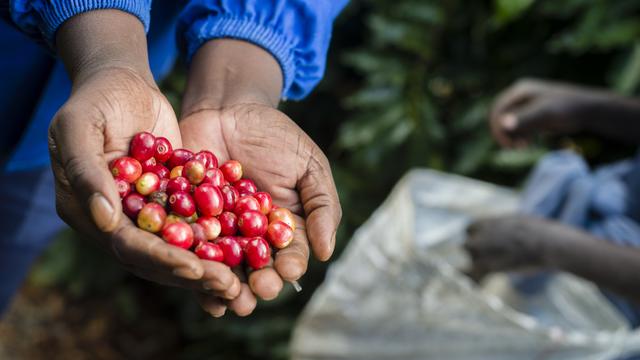 Culture de cerises de café en Afrique. [AFP - Oleksandr Rupeta]