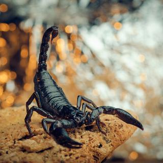 Le naturaliste Jean-Henri Fabre tranche la question du "suicide du scorpion". [Fotolia - elvis_dead]